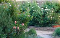 Rose_Garden_-Allendale_200.jpg